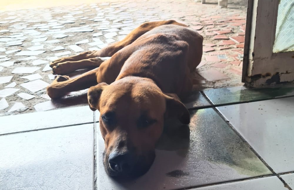 NOVO LAR: Protetores Voluntários organizam duas feiras de adoção em Porto Velho