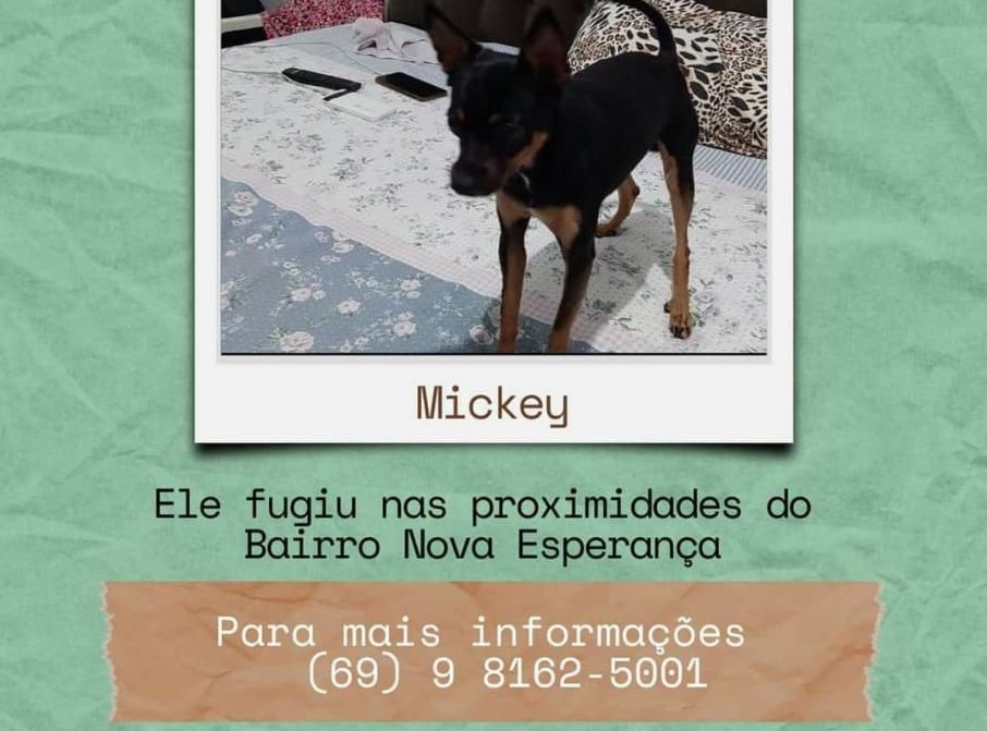 BUSCA: Família procura Pinscher que sumiu na zona Norte de Porto Velho