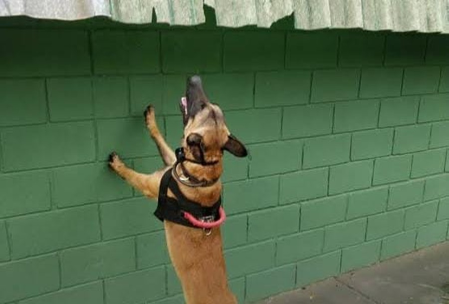 NO CHEIRO: Cão farejador encontra drogas e irmãos são presos por tráfico em bar