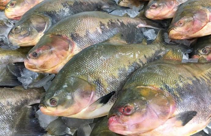 PEIXES VIVOS: Três são presos após furto de tambaqui em viveiro na BR-319