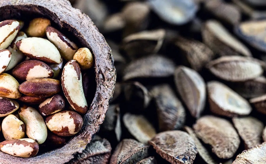 PARCERIAS: Embrapa RO e parceiros vão revisar normas sobre castanha-da-amazônia