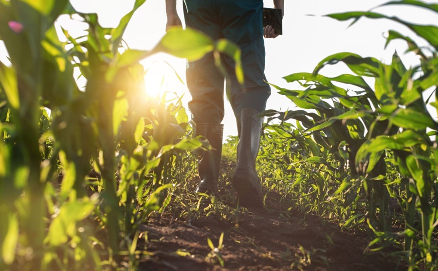 APOIO: Ministério da Agricultura libera R$ 1 bilhão para o seguro rural