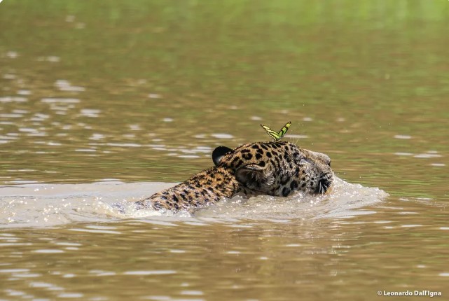 FLAGRA: Onça-pintada atravessa Rio Madeira e dá ‘carona’ a borboleta