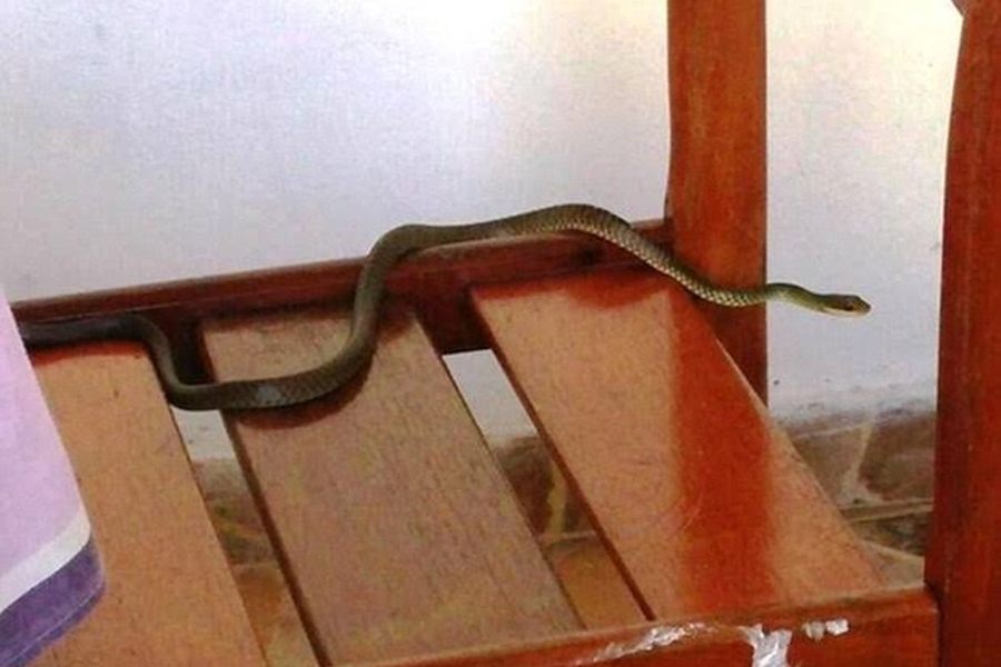 SURPREENDIDA: Mulher é assaltada enquanto tentava matar cobra dentro de residência