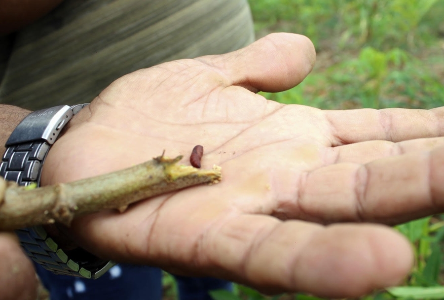 AGRO: Município dá suporte para controle de pragas em propriedade rural
