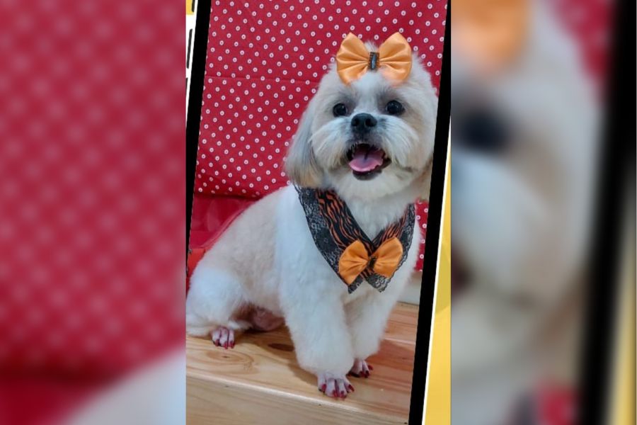 PODE AJUDAR?: Tutor paga recompensa para quem encontrar cadela desaparecida no bairro Lagoa 