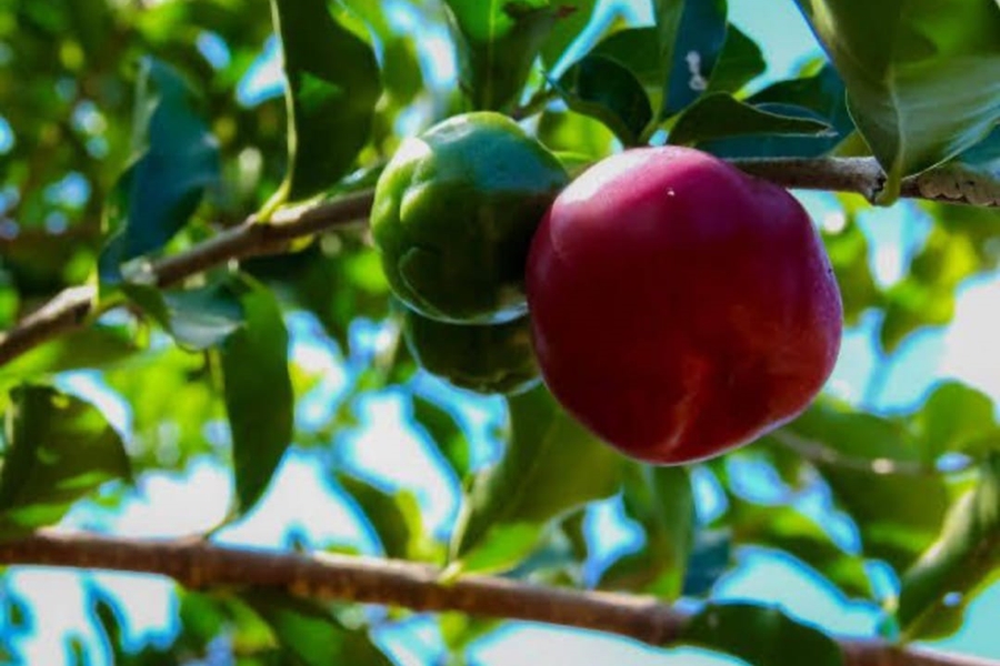 ALAN QUEIROZ: Deputado solicita entrega de kits de irrigação aos municípios de Rondônia