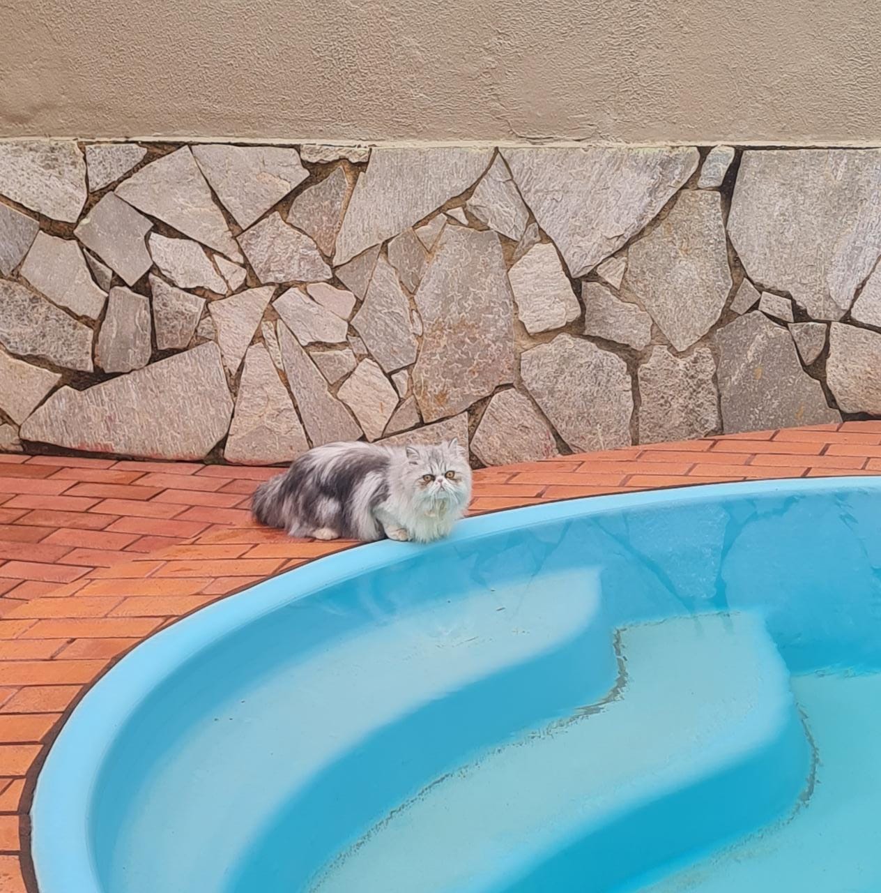 PODE AJUDAR?: Tutor busca por gatinha desaparecida no bairro Flodoaldo Pontes Pinto