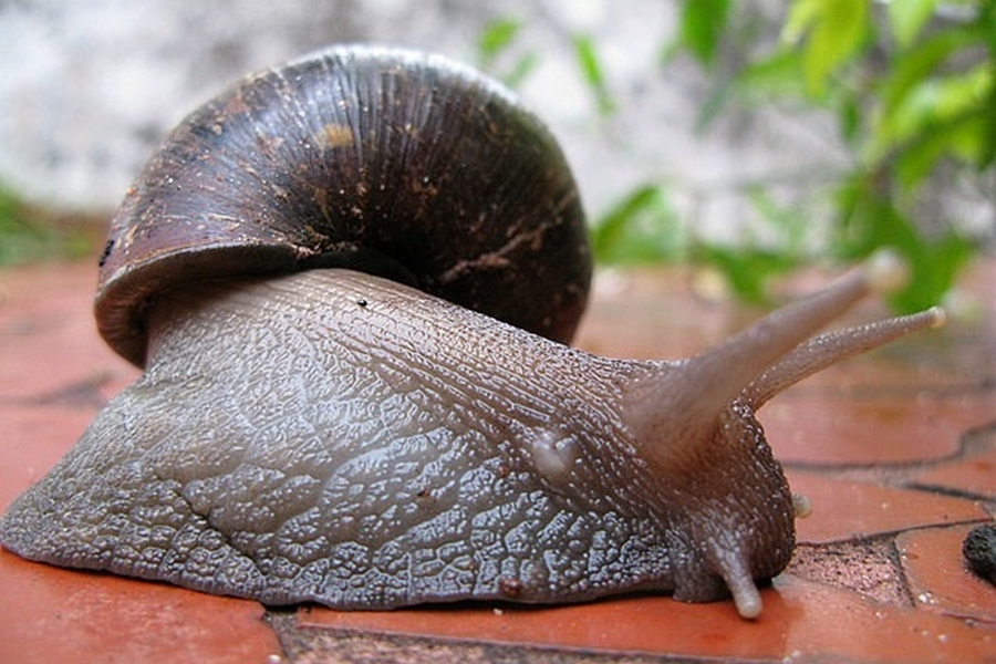 PROBLEMA: Espécies invasoras causam prejuízo anual de mais de US$ 2 bi no país