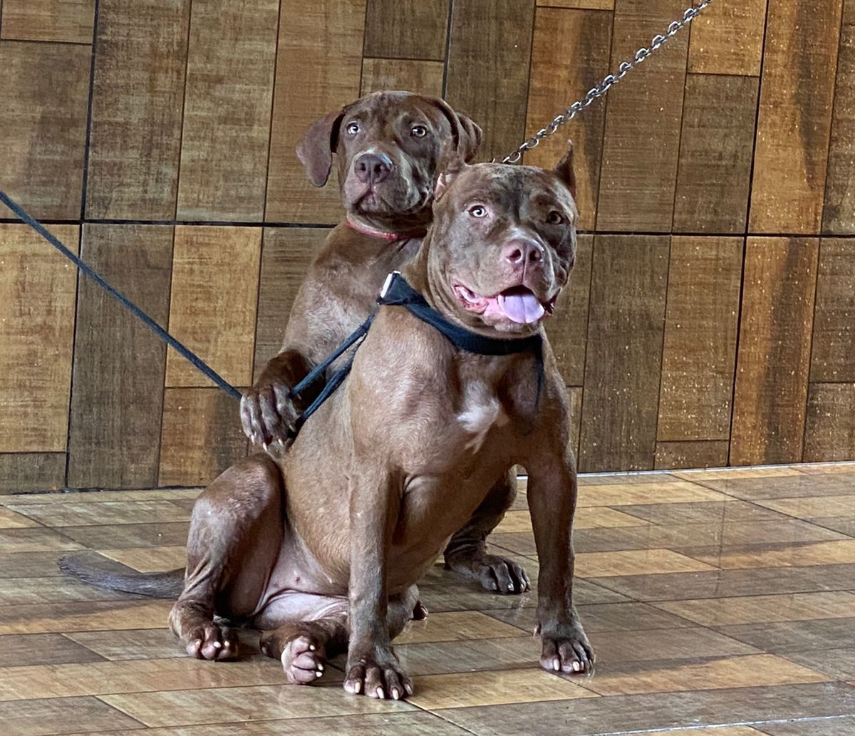 ZAFI E TAYSON: Homem em Gol prata é suspeito de roubar dois Pitbulls no Cidade Nova