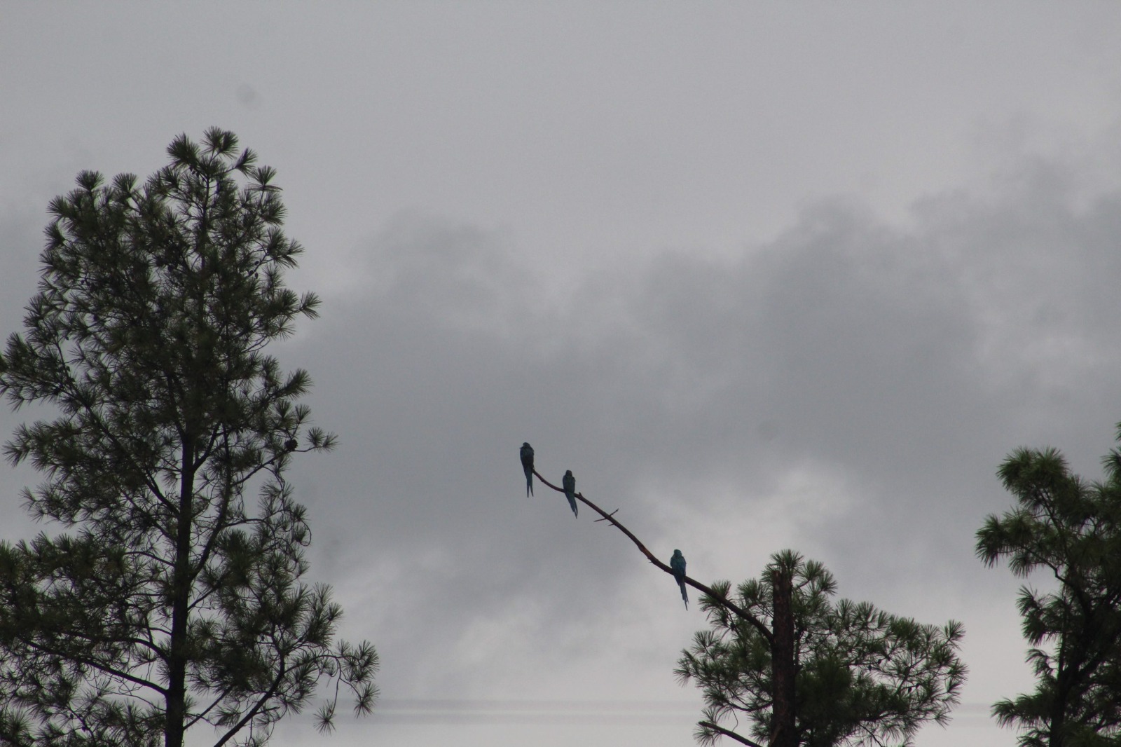 MOLHADO: Domingo (10) de céu nublado e chuvas em RO, inclusive em Nova Mamoré