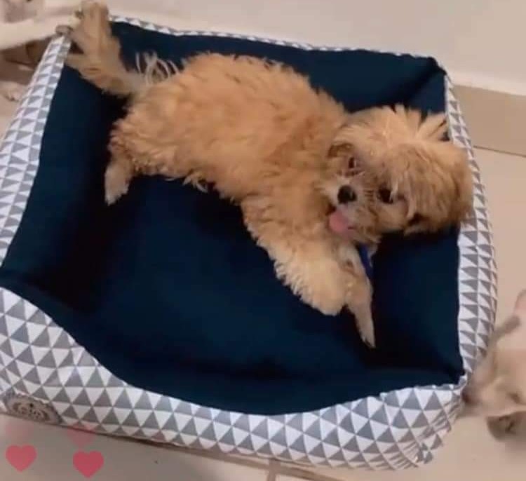 PROCURA-SE: Tutor busca por cachorro desaparecido em Porto Velho