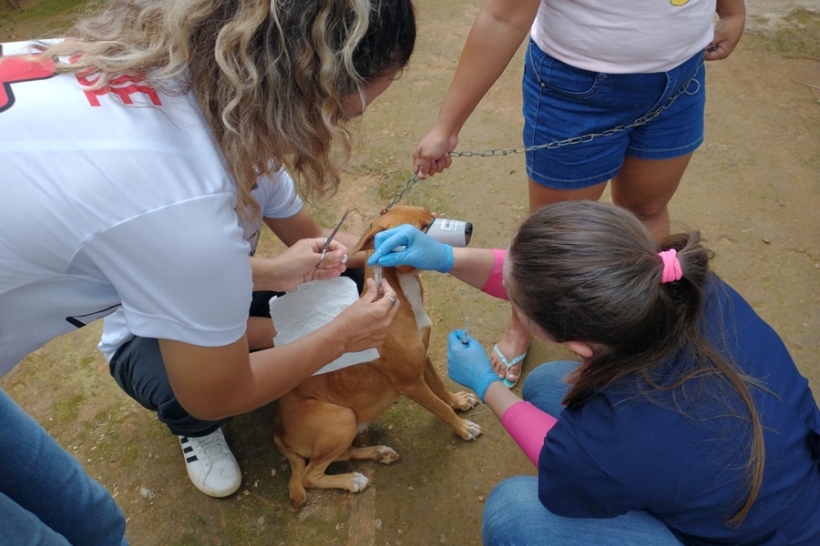 MONTE NEGRO: Pesquisa identifica Leishmaniose Visceral em animais