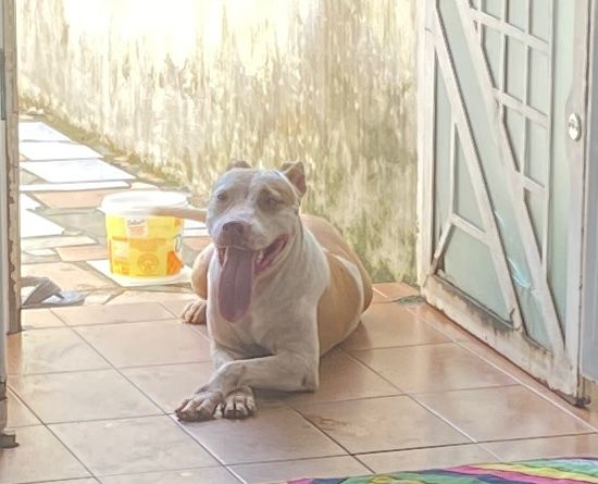 PROCURA-SE: Tutora busca por Pitbull desaparecido em Porto Velho