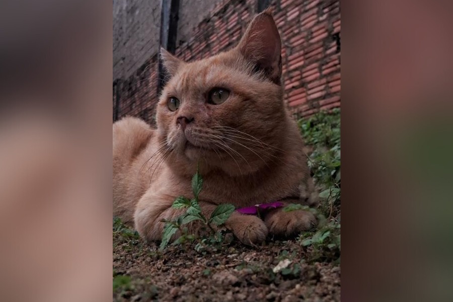 PROCURA-SE: Tutora busca por gato desaparecido em Porto Velho