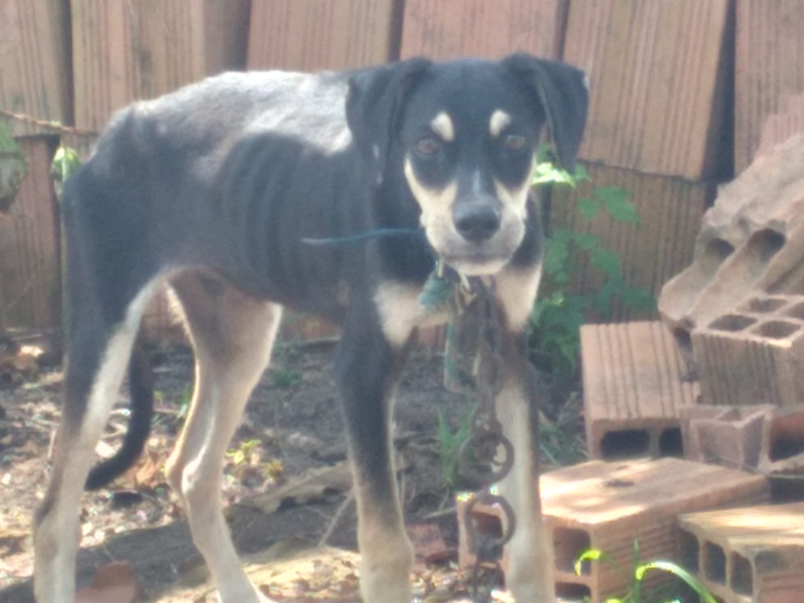 CRUELDADE: População pede ajuda da polícia para cachorro acorrentado e que passa fome