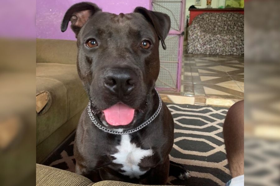 RECOMPENSA: Tutor busca por Pitbull desaparecido em Porto Velho