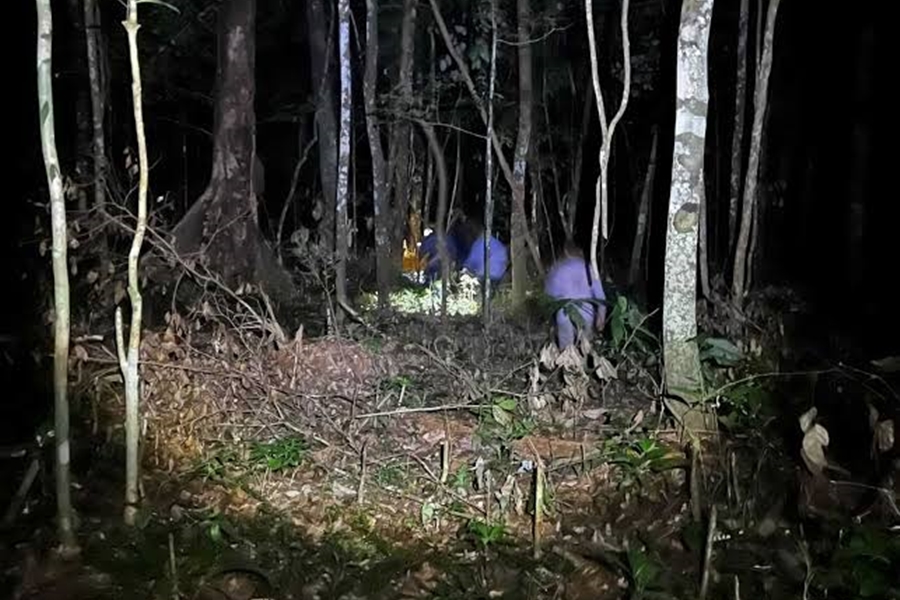 FATAL: Trabalhador morre atingido na cabeça enquanto fazia derrubada de árvore