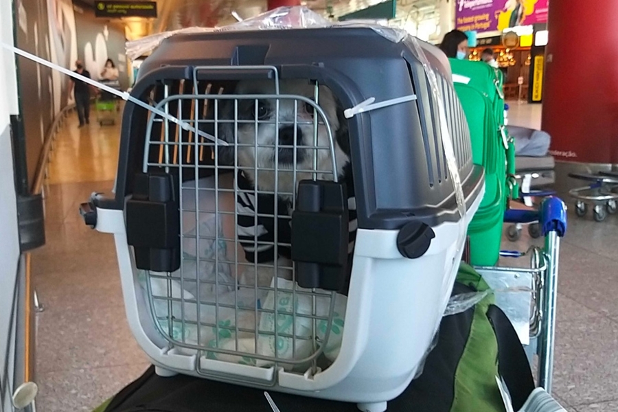 ANIMAIS: Câmara aprova projeto que obriga aéreas a rastrear transporte de pets