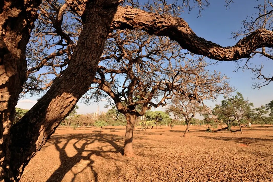VIDA: Dia do Meio Ambiente destaca ações de enfrentamento à desertificação