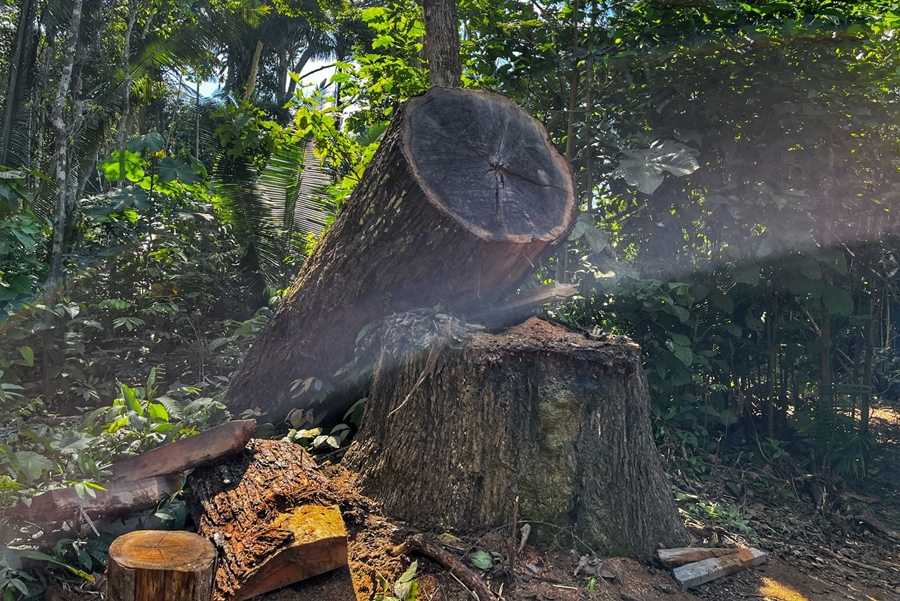 RETOMADA III: PF deflagra operação para combater crimes ambientais em TI de RO