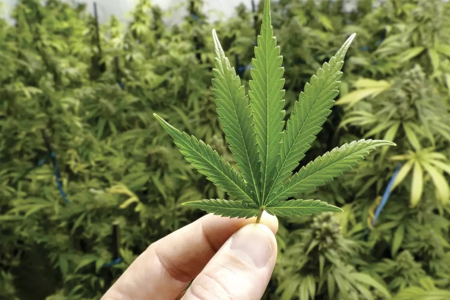 DEBATE: Quantidade de maconha será o que vai diferenciar usuário de traficante