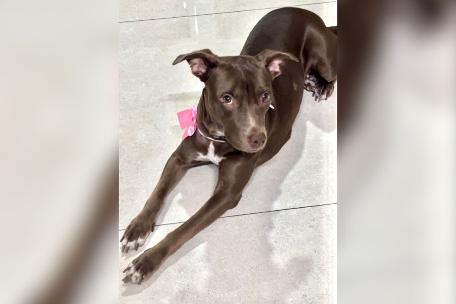 PROCURA-SE: Tutores buscam por cadela desaparecida em Porto Velho