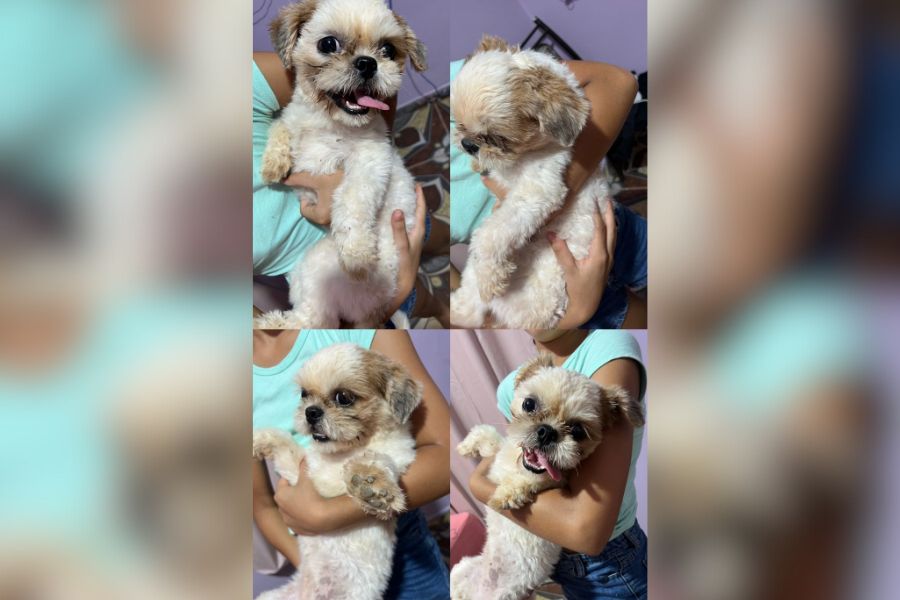 É SEU?: Cadela perdida em Porto Velho está à procura do seu tutor