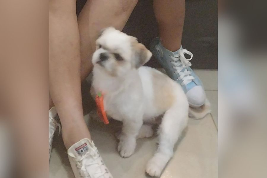 PODE AJUDAR?: Tutora busca por cachorro perdido em Porto Velho