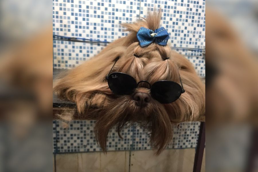 PROCURA-SE: Tutora busca por seu cachorro desaparecido em Porto Velho