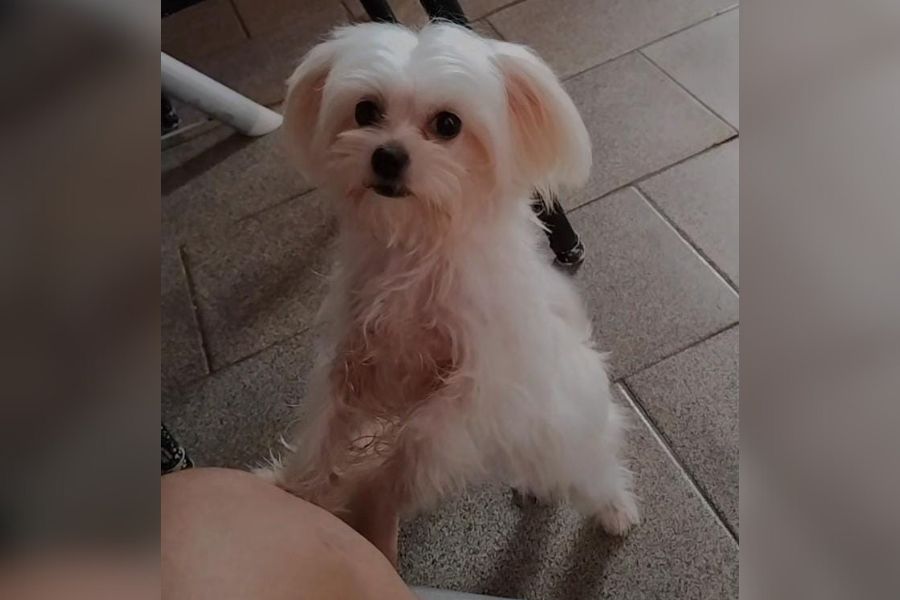 PODE AJUDAR?: Tutora busca por cadela perdida em Porto Velho