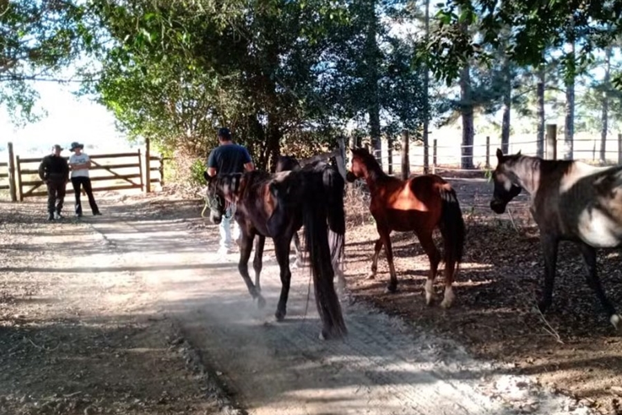 ABSURDO: Animais são vítimas de maus-tratos em fazenda em Vilhena