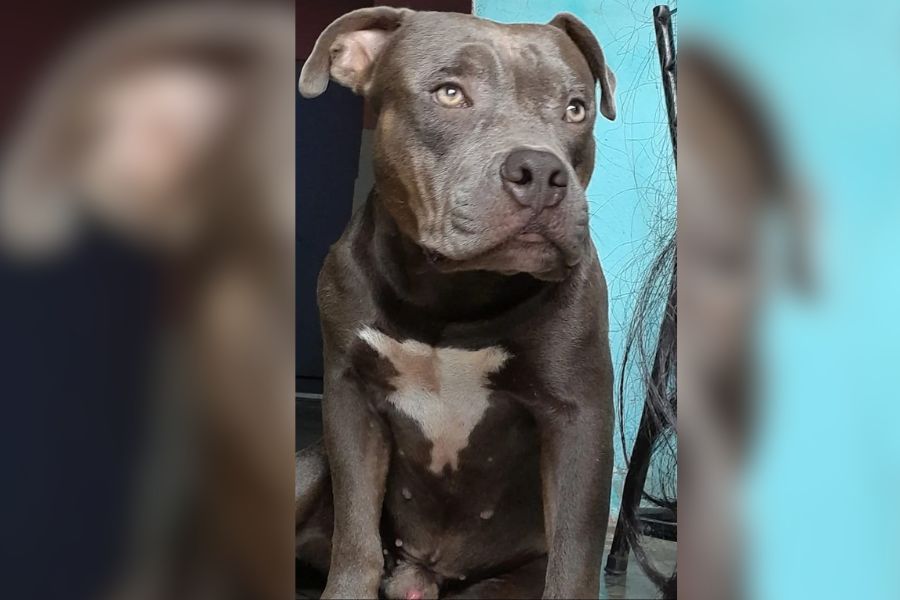 Pitbull desaparecido na zona Leste de Porto Velho