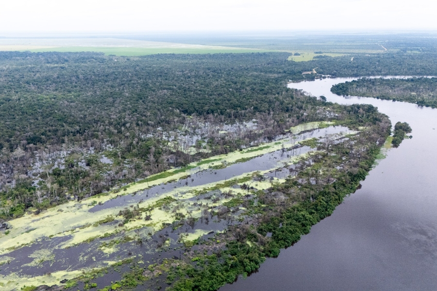 QUEIMADAS: 36 mil mudas nativas são plantadas em primeira etapa do projeto de recuperação