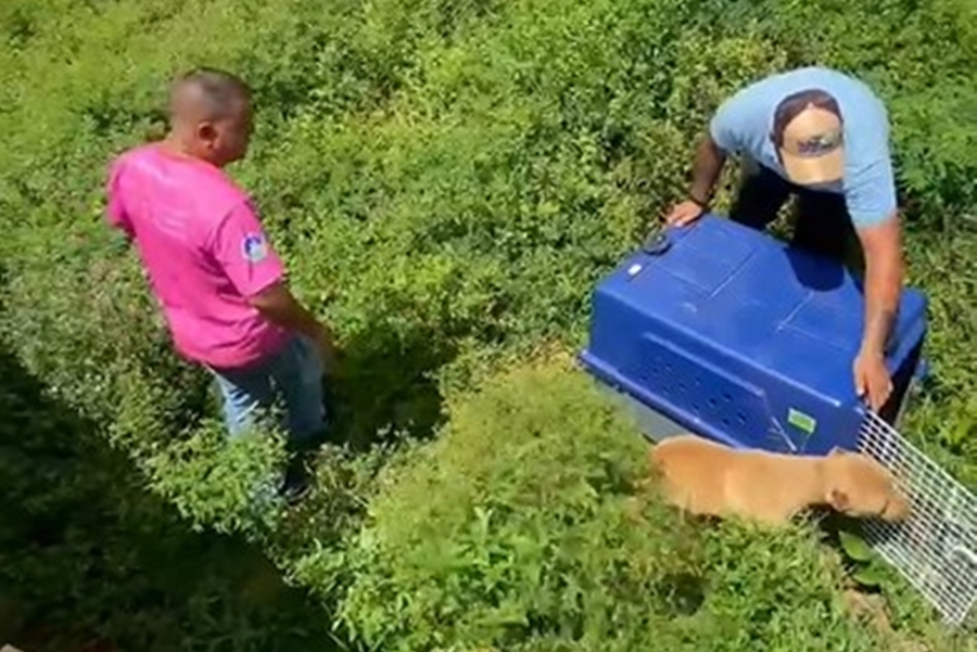 IEDA CHAVES: Após denúncias, deputada determina resgate de pitbull abandonado 