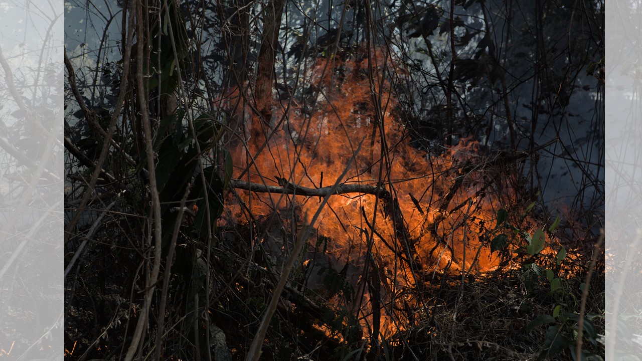 PREJUÍZO DO FOGO: Florestas precisam de até 29 anos para se recuperar de incêndios 