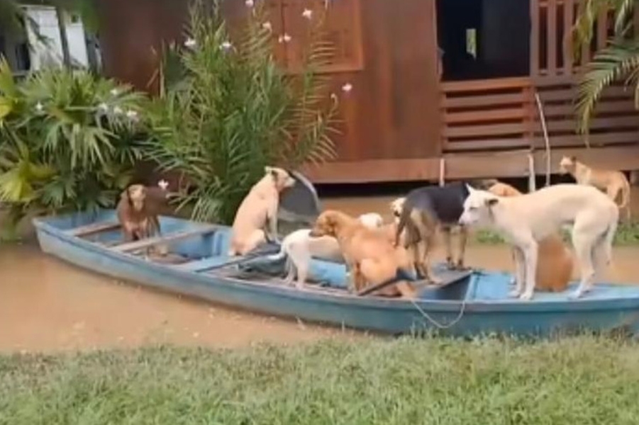 SOLIDARIEDADE ACADÊMICA: Cursos da UNIR mobilizam ajuda para animais em risco