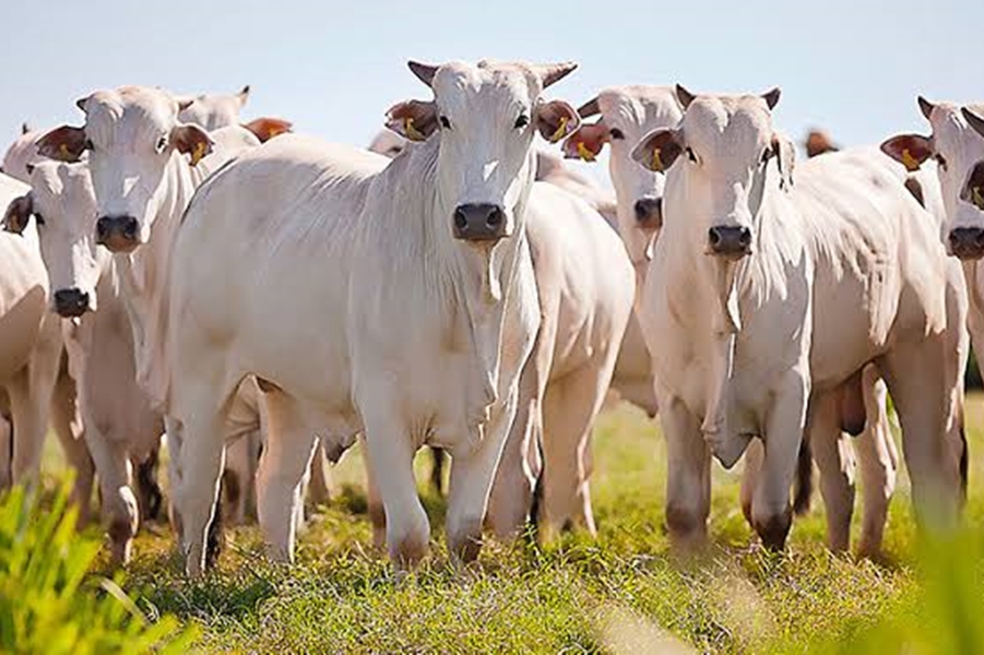 DENUNCIE: Criminosos furtam 37 cabeças de gado em fazenda de Rondônia