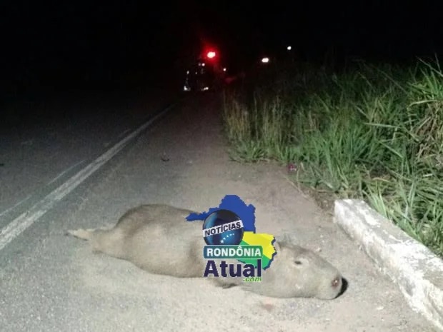 JÍ-PARANÁ: Motociclista fica em estado grave após atropelar capivara 