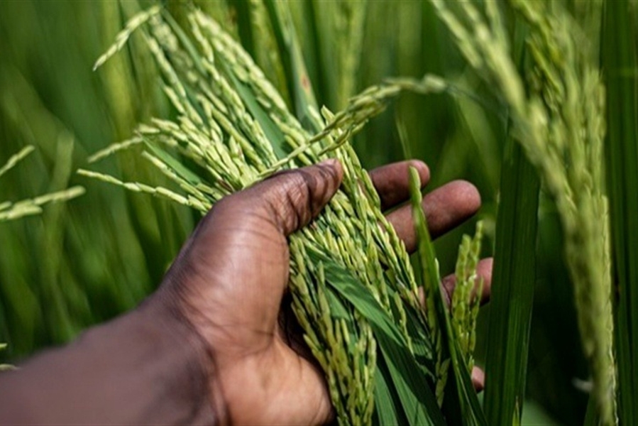 AGRICULTURA: Chuvas dificultam colheita do arroz em Rondônia