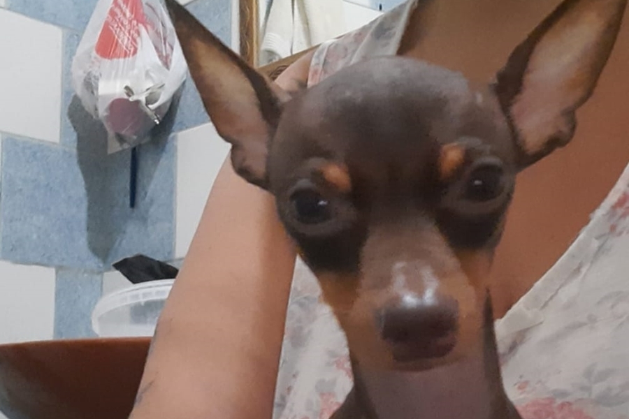 RECOMPENSA: Tutora busca por Pinscher desaparecido no Orgulho do Madeira em PVH