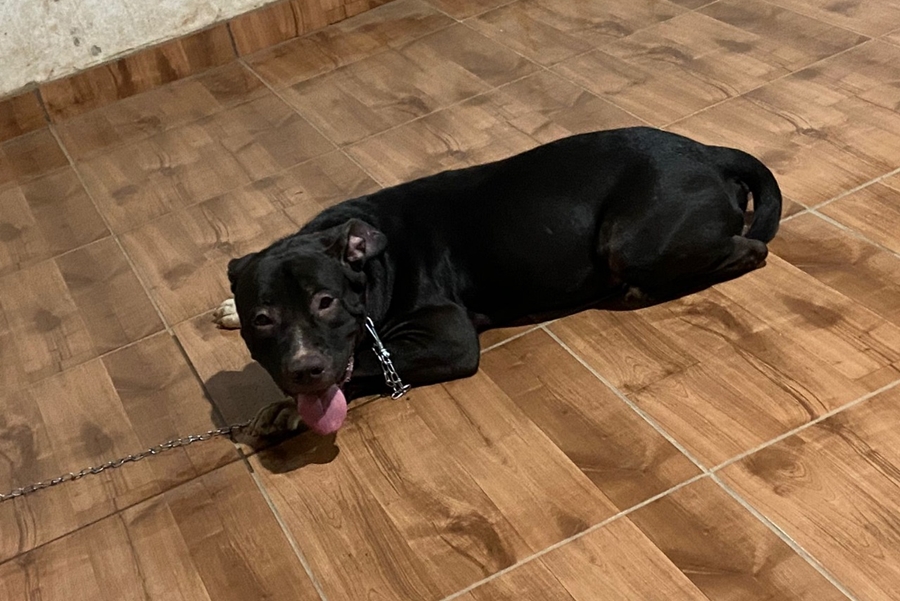 É SEU?: Pitbull é encontrado por moradora no bairro JK I, em Porto Velho