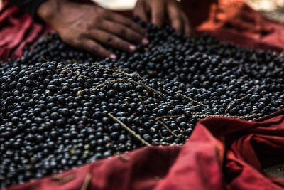 AMAZÔNIA: Diálogo com povos tradicionais é fundamental para a bioeconomia