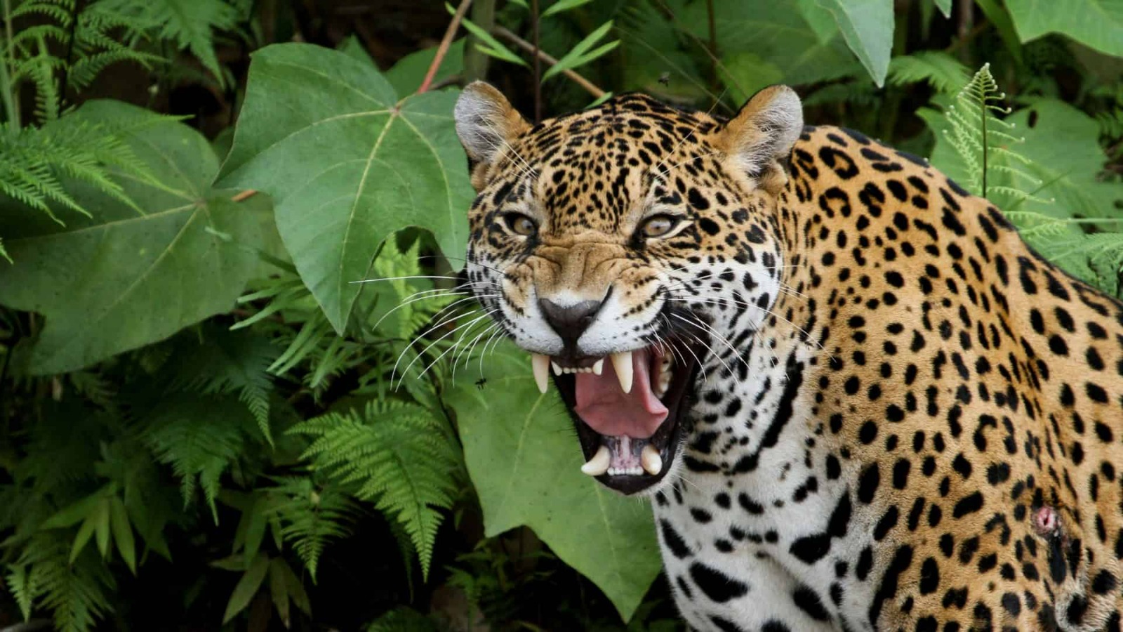 APREENSÃO: Homem relata ataque de onça-pintada no setor de chácaras de Vilhena