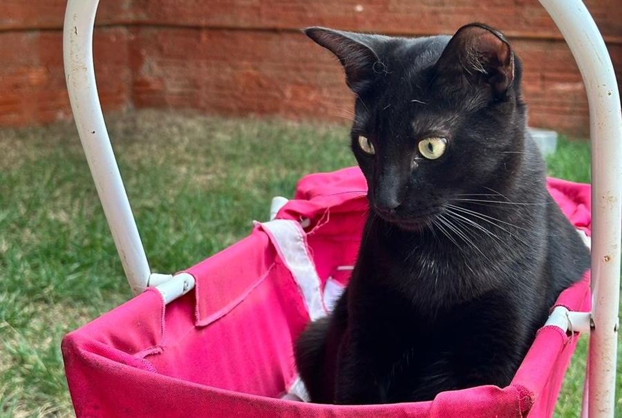 PROCURA-SE: Gatinho Pretinho desaparece no bairro Igarapé