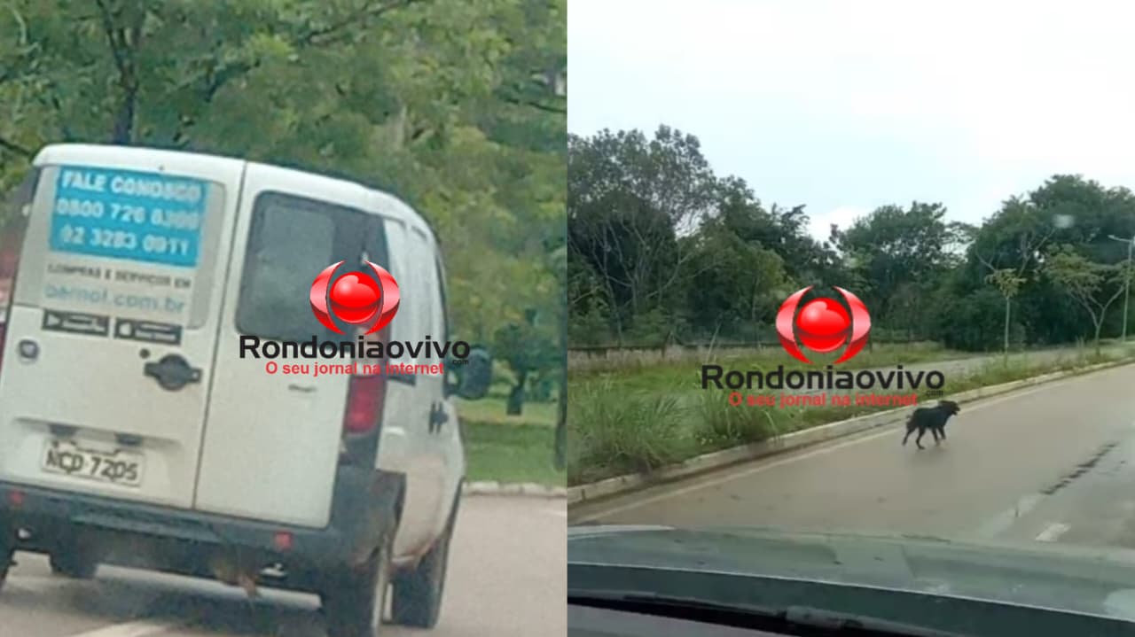 R$ 1 MILHÃO: Prefeitura de PVH ajuíza ação de contra Bemol por abandono de animal