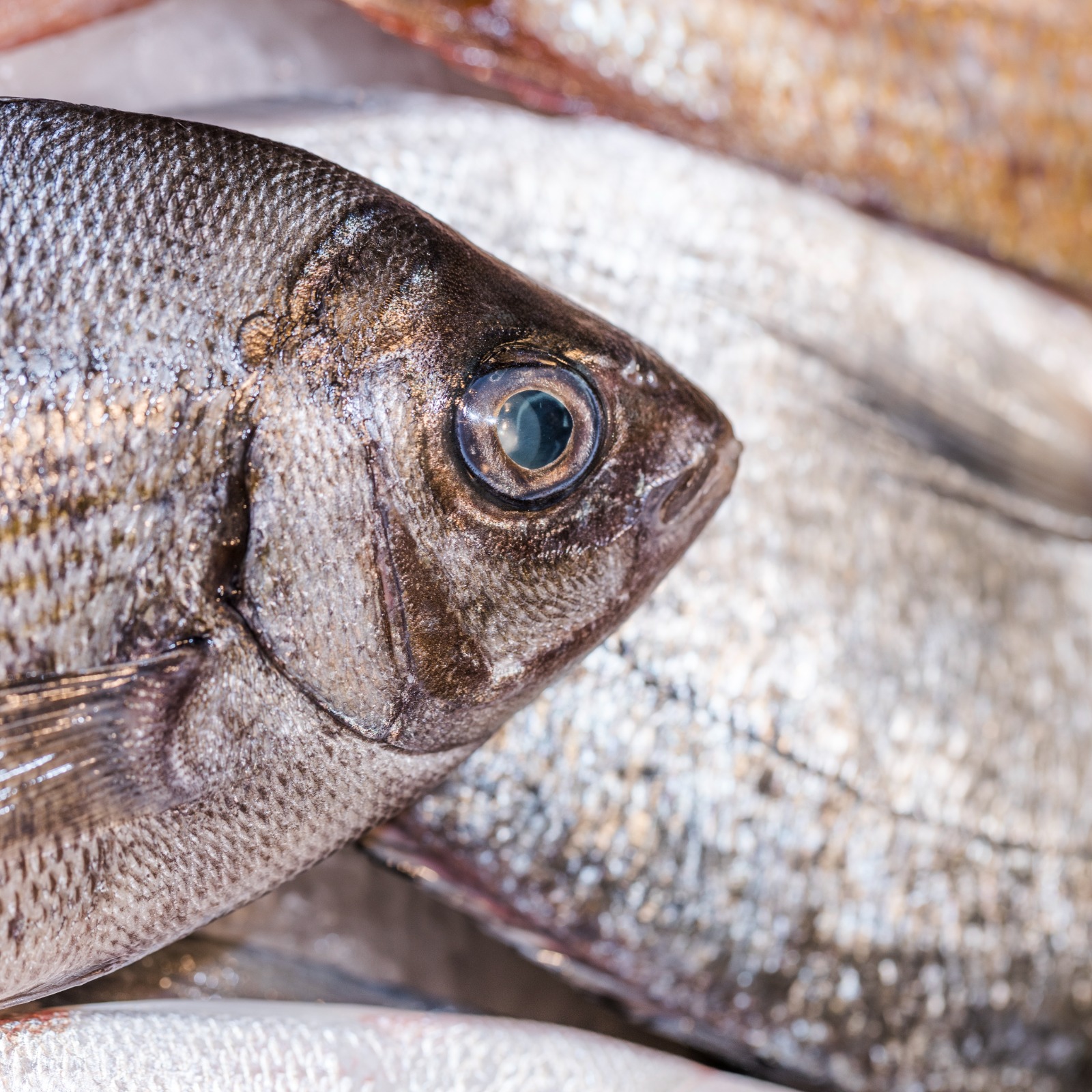  DOENÇA DE HAFF: Vigilância em Saúde alerta que Pacu contaminado pode causar rabdomiólise 