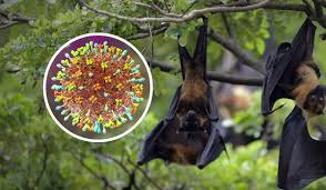 ENCEFALITE: Ministério da Saúde alerta para vírus Nipah e descarta risco elevado de pandemia 