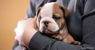 SEM POSSE: Nova resolução reforça responsabilidade sobre animais em documentos veterinários