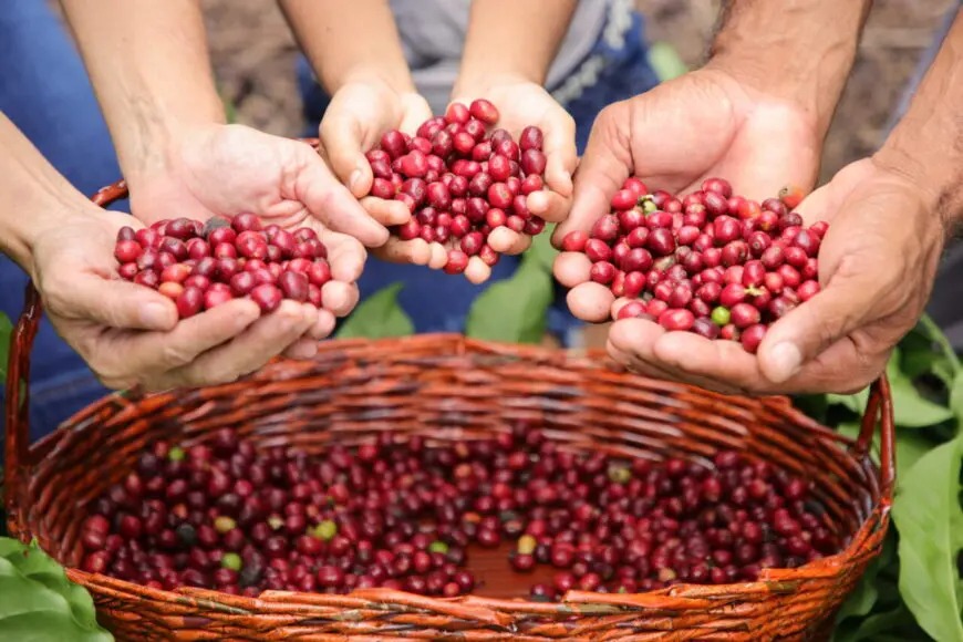 SAFRA 2026: RO deve colher 2,7 milhões de sacas de café com recorde de produtividade